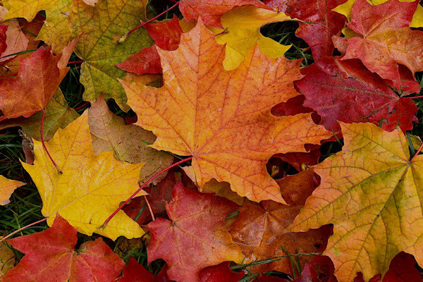 "Осенний окрас" выставка